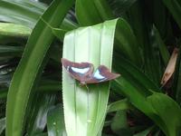 Insel Mainau-Schmetterlingshaus2