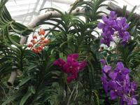 Insel Mainau-Schmetterlingshaus3