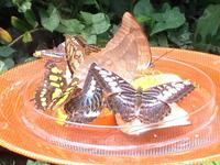 Insel Mainau-Schmetterlingshaus4