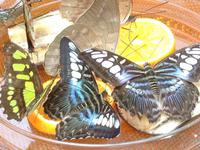 Insel Mainau-Schmetterlingshaus5