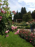 Rosengarten auf der Insel Mainau1