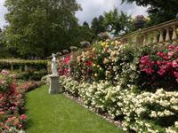 Rosengarten auf der Insel Mainau2