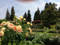 Rosengarten auf der Insel Mainau5