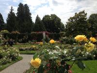 Rosengarten auf der Insel Mainau6