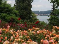 Rosengarten auf der Insel Mainau7