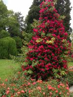 Rosengarten auf der Insel Mainau9