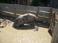 Freiluftmuseum Kiekeberg