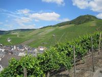 Der Doktorberg in Bernkastel