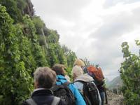 Begutachtung der Weinstöcke