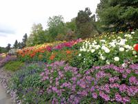 Dahlien in allen Formen und Farben