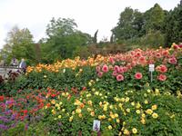 Dahlien, Dahlien und nochmals Dahlien