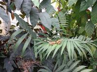 Schmetterling bei Ruhepause