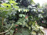 Tropische Pflanzen in diesem Haus