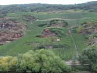 Steile Weinhänge bei Ürzig