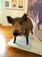 Ausstellung im Spessartmuseum