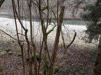 Silvester-Spaziergang entlang der Wiesent...