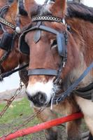 Die Pferde, die unsere Kutsche ziehen