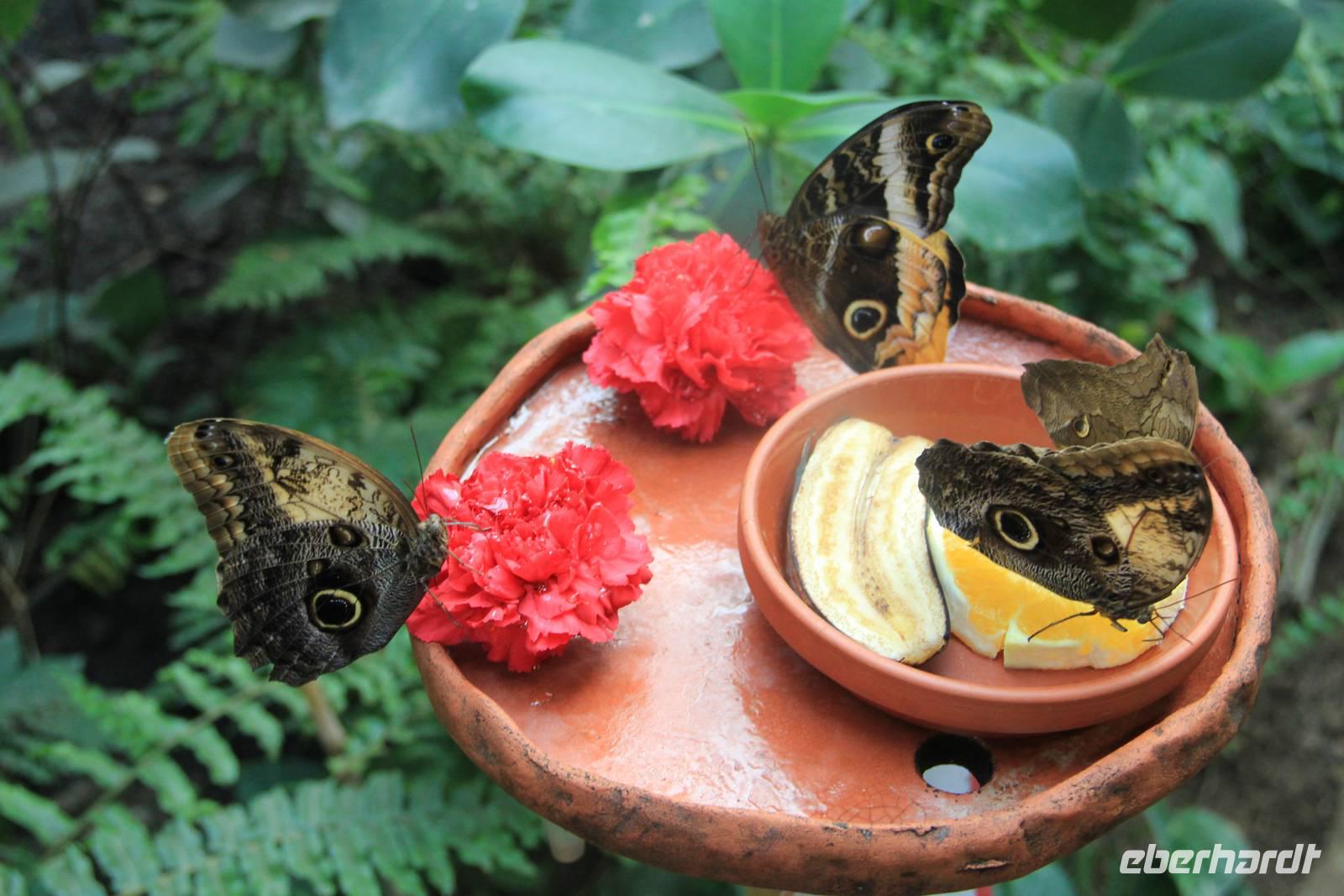 Schmetterlingshaus Jonsdorf - Futter für die Schmetterlinge