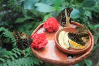 Schmetterlingshaus Jonsdorf - Futter für die Schmetterlinge