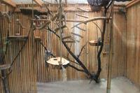 Schmetterlingshaus Jonsdorf - Weißbüscheläffchen