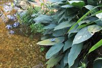 Schmetterlingshaus Jonsdorf