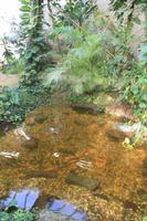 Schmetterlingshaus Jonsdorf