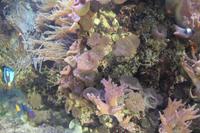 Schmetterlingshaus Jonsdorf - Meerwasseraquarium