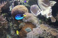 Schmetterlingshaus Jonsdorf - Meerwasseraquarium