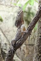 Schmetterlingshaus Jonsdorf - Kragenechse