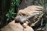 Schmetterlingshaus Jonsdorf - Steppenwaran