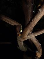 aus dieser kleinen Blüte werden mal Schockobohnen:-)