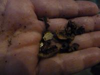 Schockobohne geröstet