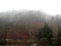 Nebelwald im Spessart