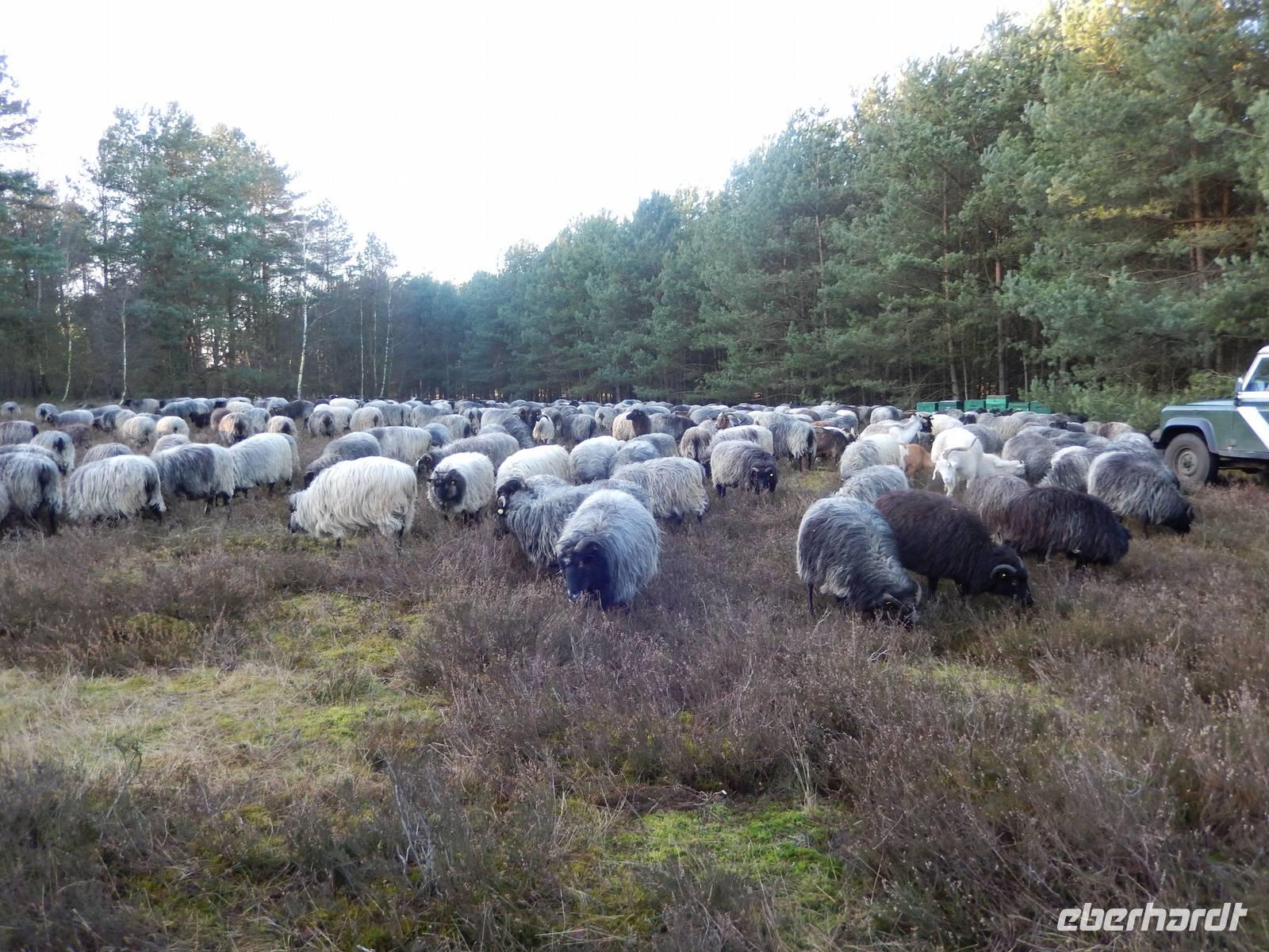 Treff mit den Heidschnucken