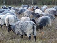 Treff mit den Heidschnucken