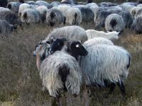 Treff mit den Heidschnucken