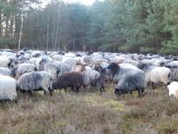 Treff mit den Heidschnucken