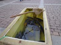 Der Weihnachtskarpfen wartet auf sein Ende