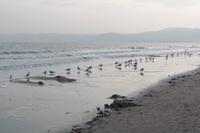 Spaziergang am Strand