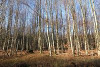 Wanderung zurück nach Binz