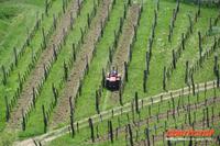 Ausblick auf den Weinberg