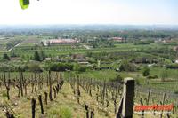 Blick auf den Weinberg