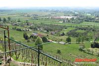 Ausblick auf den Weinberg