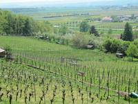 Ausblick auf den Weinberg