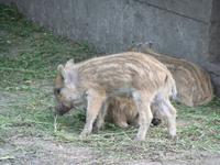 Nachwuchs bei den Wildschweinen...