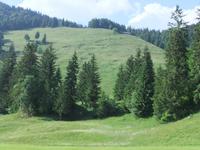 Almen rund um Balderschwang