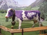 In Bludenz ist die Milka-Kuh zu Hause