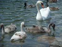 Nachwuchs bei den Schwänen