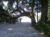 eigenartig gewachsene Bäume, schön anzusehen