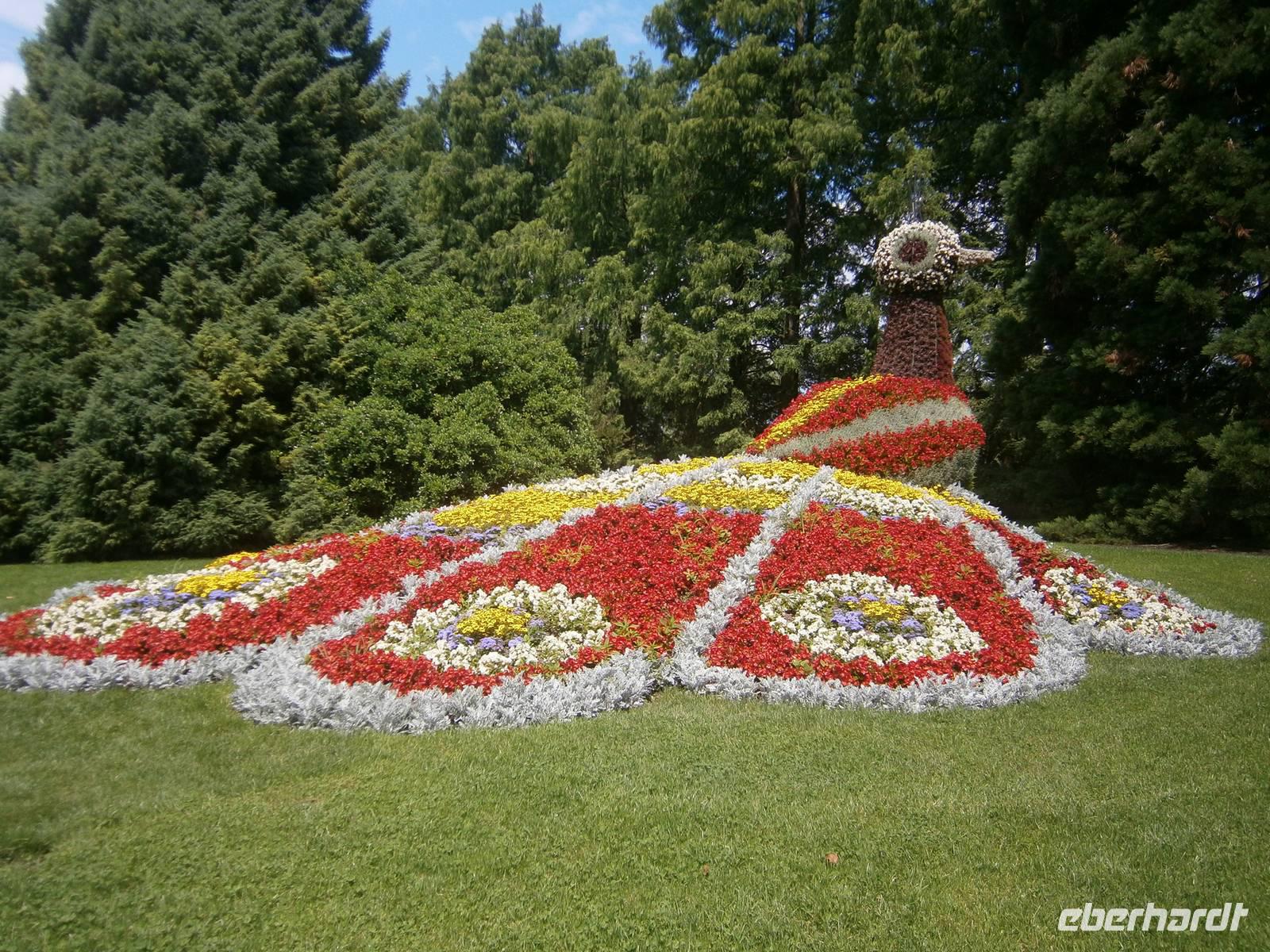 Ein Pfau aus Blumen, ein Meisterwerk der Gärtner